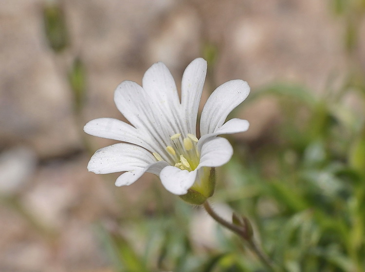 Cerastium soleirolii / peverina di Corsica